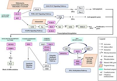 Gene Mutations as Emerging Biomarkers and Therapeutic Targets for Relapsed Acute Myeloid Leukemia